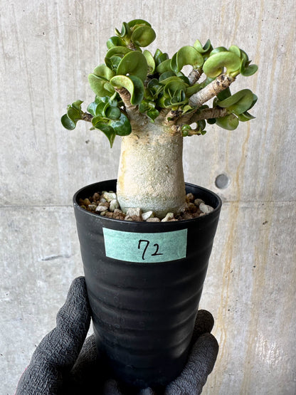 【現品限り】アデニウム・DHA 葉巻【F72】 Adenium DHA