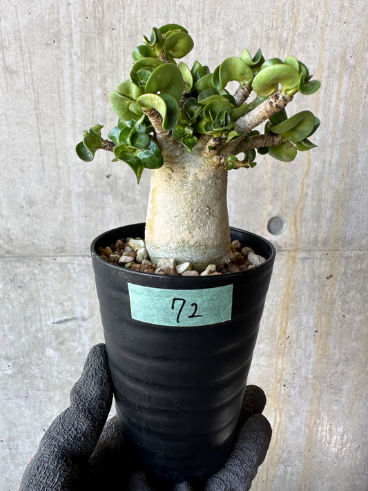 【現品限り】アデニウム・DHA 葉巻【F72】 Adenium DHA