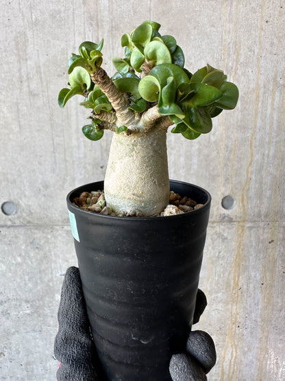 【現品限り】アデニウム・DHA 葉巻【F72】 Adenium DHA