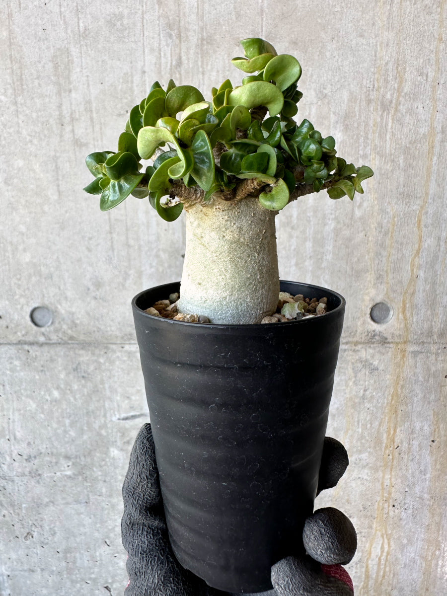 【現品限り】アデニウム・DHA 葉巻【F72】 Adenium DHA