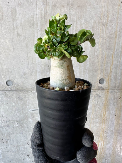 【現品限り】アデニウム・DHA 葉巻【F72】 Adenium DHA