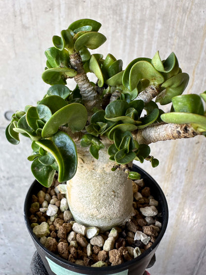 【現品限り】アデニウム・DHA 葉巻【F72】 Adenium DHA