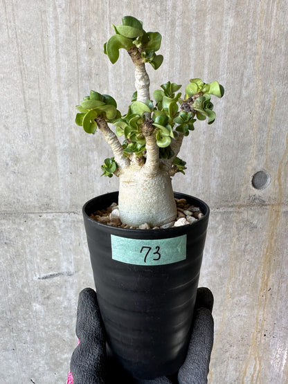 【現品限り】アデニウム・DHA 葉巻【F73】 Adenium DHA