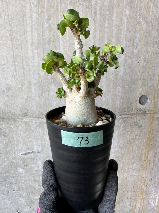 【現品限り】アデニウム・DHA 葉巻【F73】 Adenium DHA