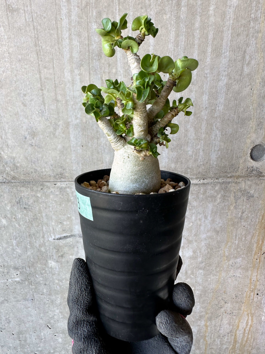 【現品限り】アデニウム・DHA 葉巻【F73】 Adenium DHA