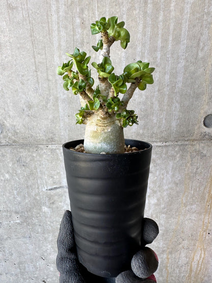 【現品限り】アデニウム・DHA 葉巻【F73】 Adenium DHA