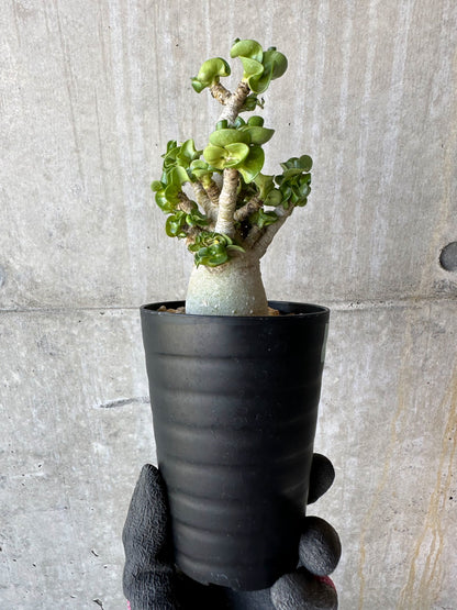 【現品限り】アデニウム・DHA 葉巻【F73】 Adenium DHA