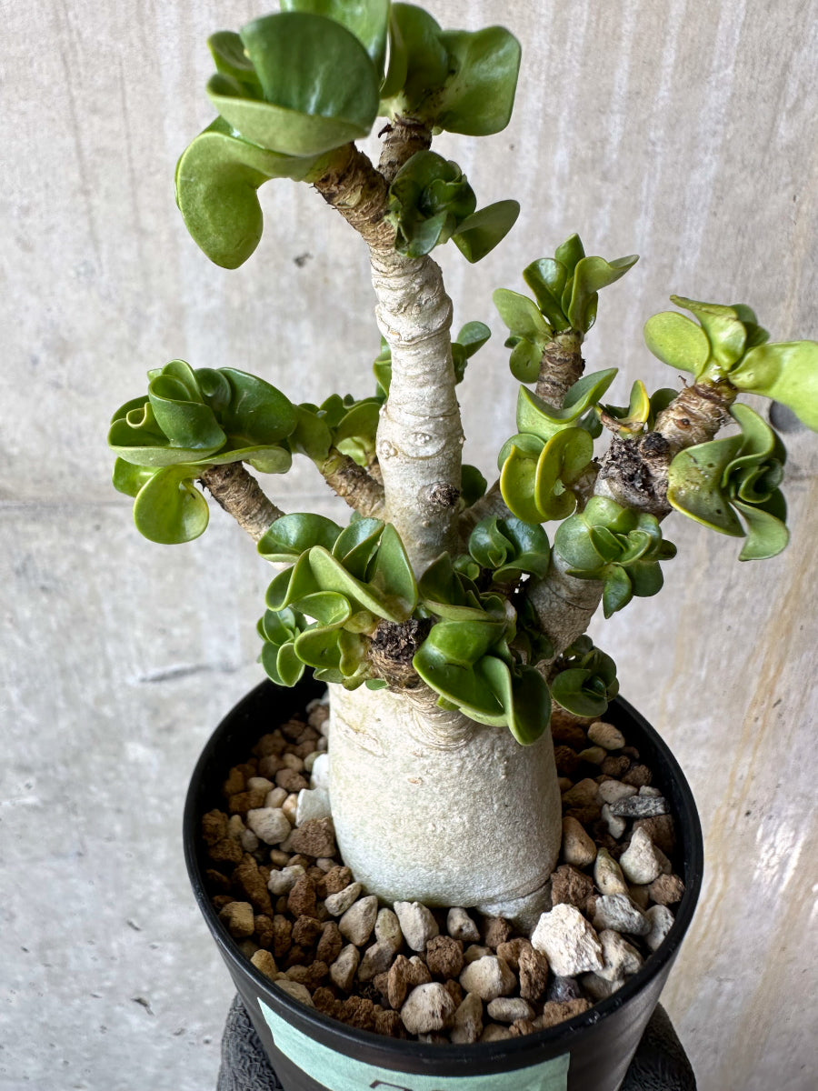 【現品限り】アデニウム・DHA 葉巻【F73】 Adenium DHA