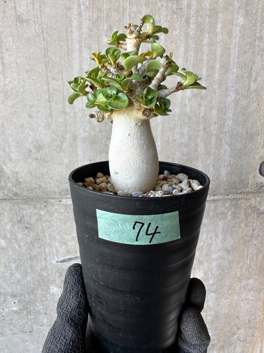 【現品限り】アデニウム・DHA 葉巻【F74】 Adenium DHA