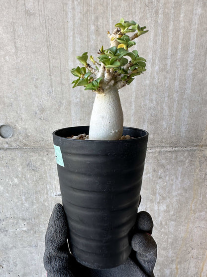 【現品限り】アデニウム・DHA 葉巻【F74】 Adenium DHA