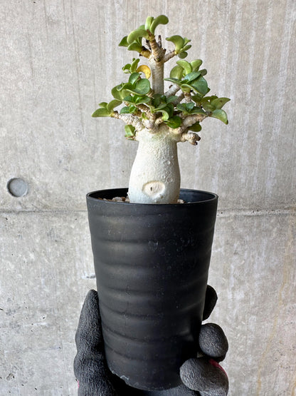 【現品限り】アデニウム・DHA 葉巻【F74】 Adenium DHA