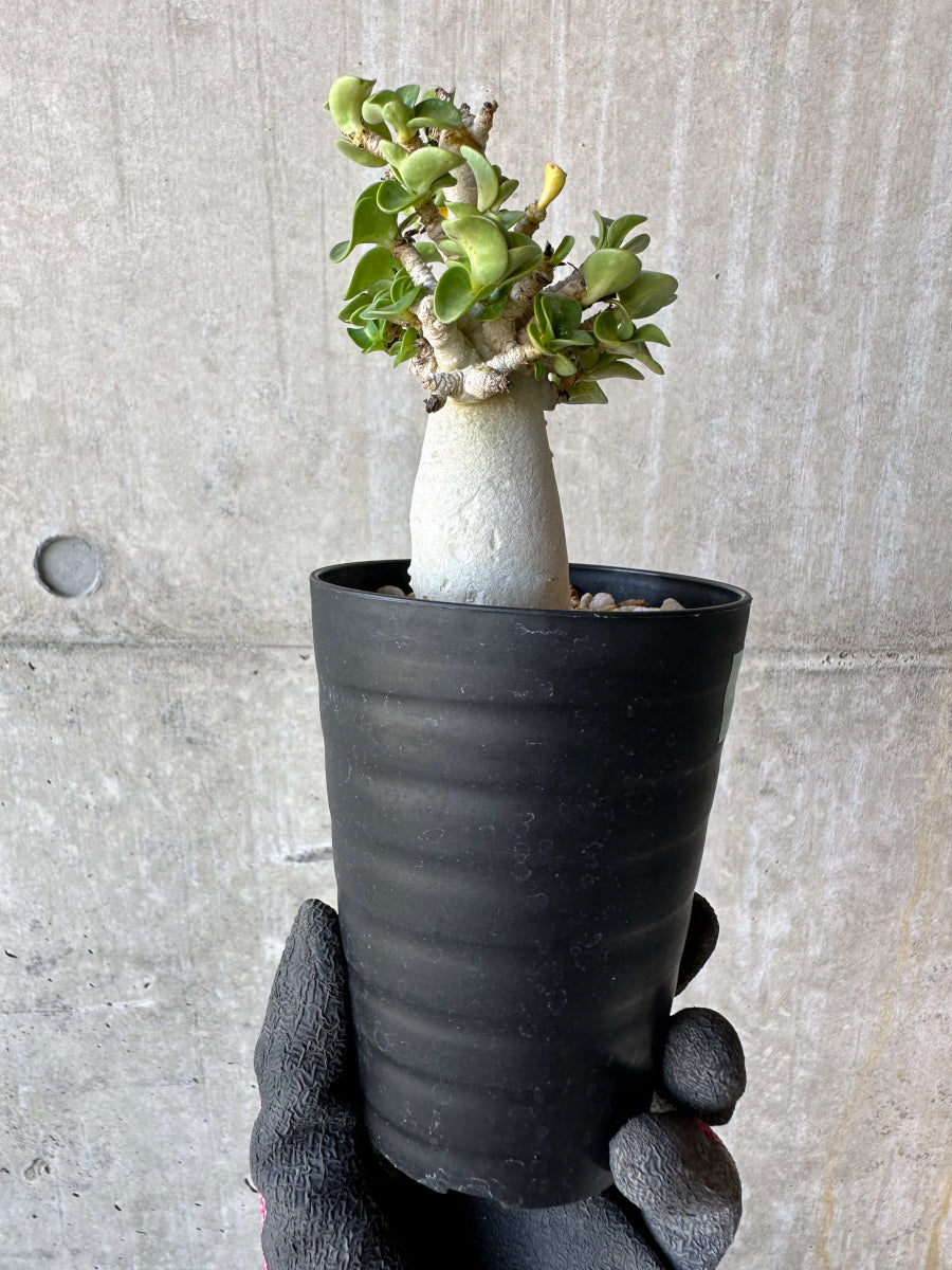 【現品限り】アデニウム・DHA 葉巻【F74】 Adenium DHA