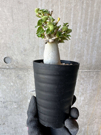 【現品限り】アデニウム・DHA 葉巻【F74】 Adenium DHA