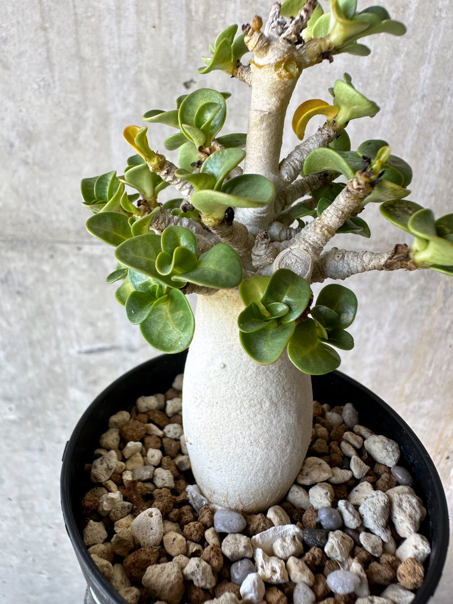 【現品限り】アデニウム・DHA 葉巻【F74】 Adenium DHA