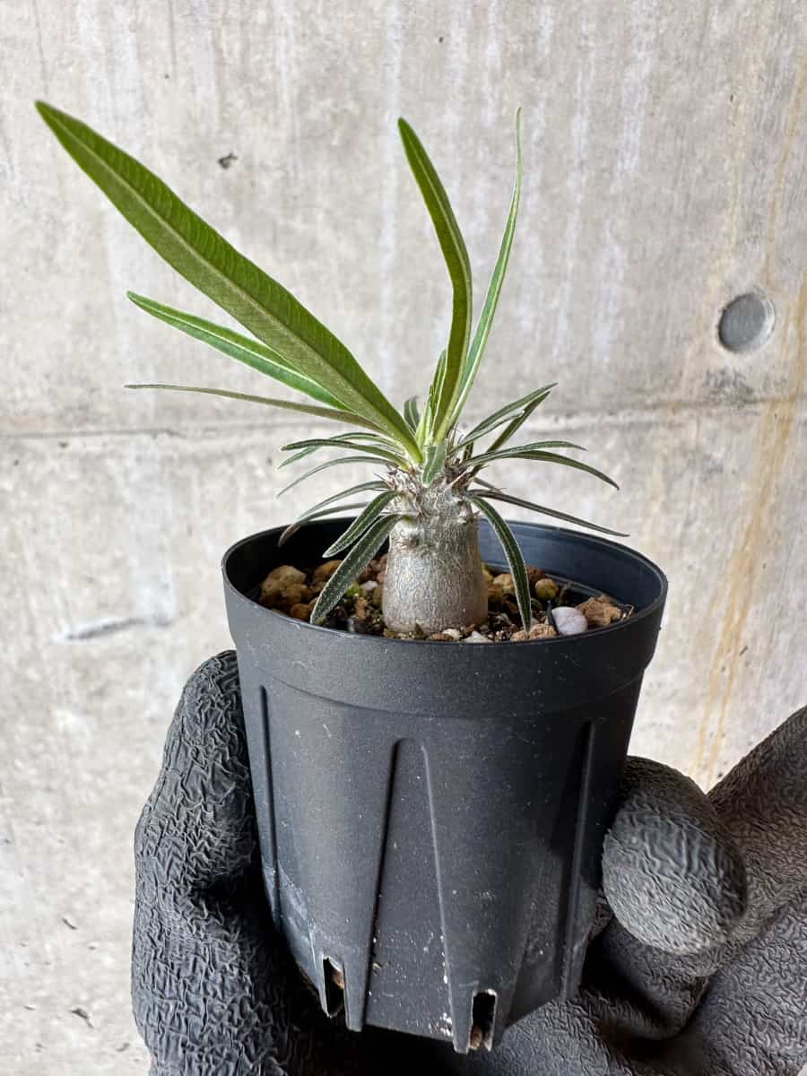 【現品限り】パキポディウム・グラキリス【F7】 Pachypodium gracilius