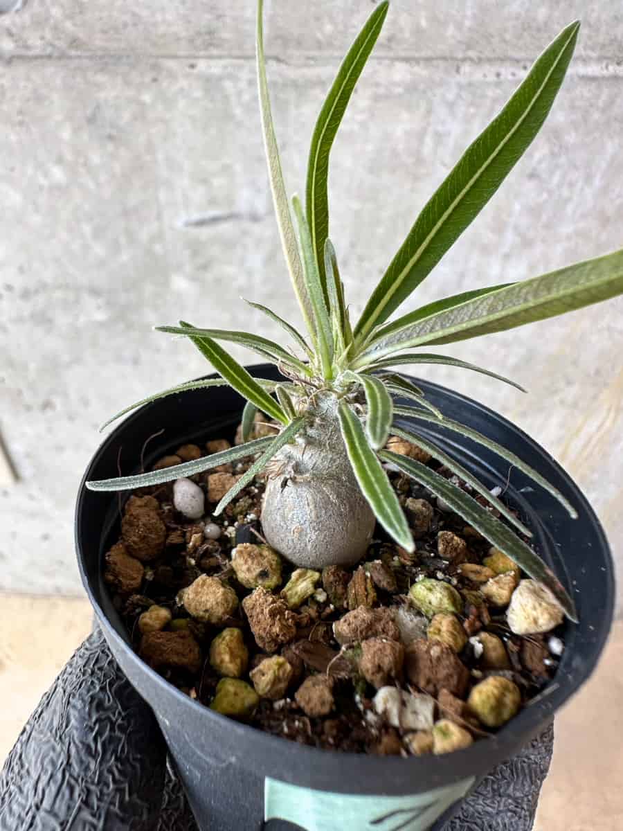 【現品限り】パキポディウム・グラキリス【F7】 Pachypodium gracilius