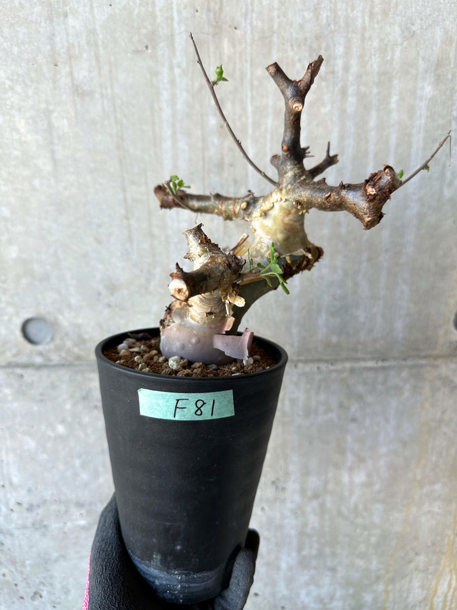 【現品限り】コミフォラ・カタフ ターカネンシス 発根済み 約2年管理【F81】 Commiphora kataf turkanensis