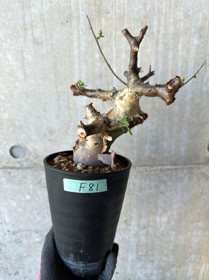 【現品限り】コミフォラ・カタフ ターカネンシス 発根済み 約2年管理【F81】 Commiphora kataf turkanensis