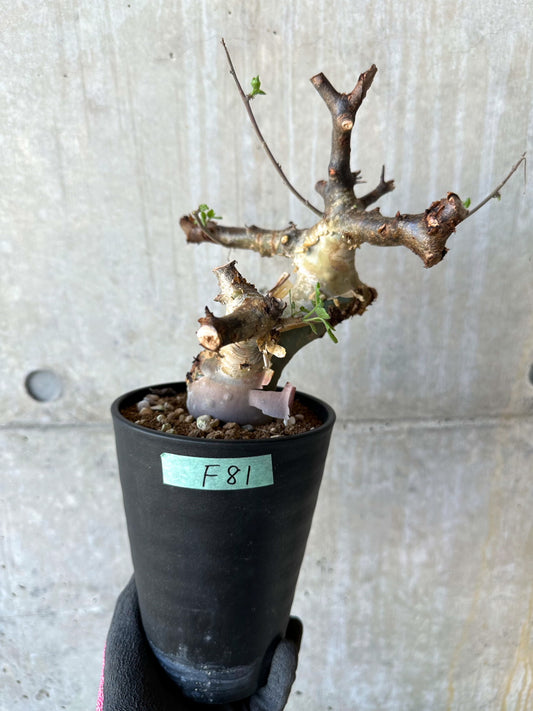 【現品限り】コミフォラ・カタフ ターカネンシス 発根済み 約2年管理【F81】 Commiphora kataf turkanensis