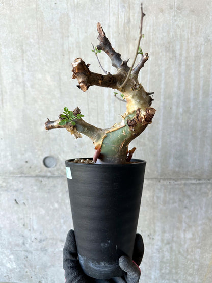 【現品限り】コミフォラ・カタフ ターカネンシス 発根済み 約2年管理【F81】 Commiphora kataf turkanensis