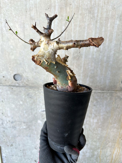 【現品限り】コミフォラ・カタフ ターカネンシス 発根済み 約2年管理【F81】 Commiphora kataf turkanensis