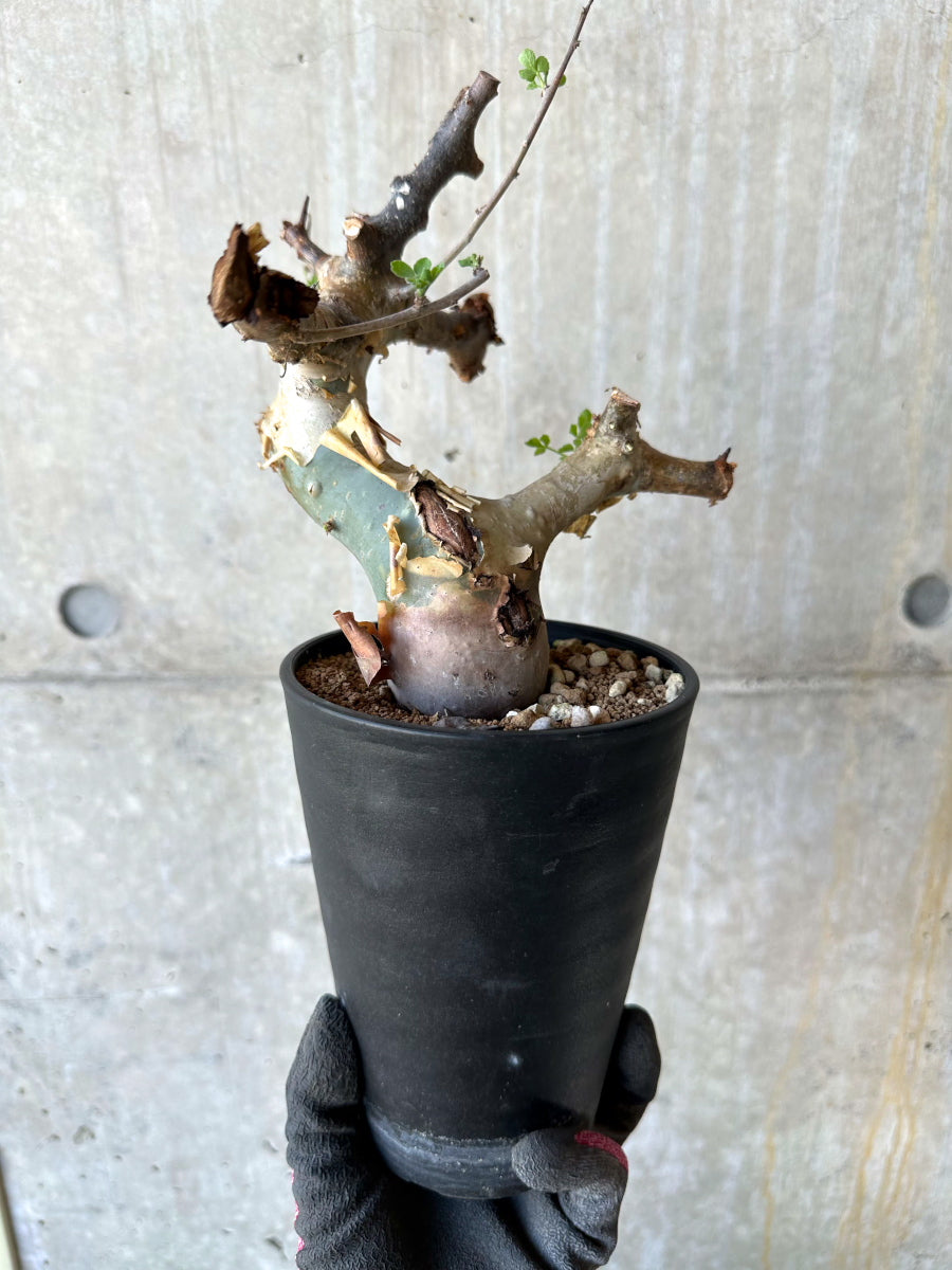 【現品限り】コミフォラ・カタフ ターカネンシス 発根済み 約2年管理【F81】 Commiphora kataf turkanensis