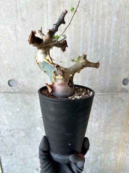 【現品限り】コミフォラ・カタフ ターカネンシス 発根済み 約2年管理【F81】 Commiphora kataf turkanensis