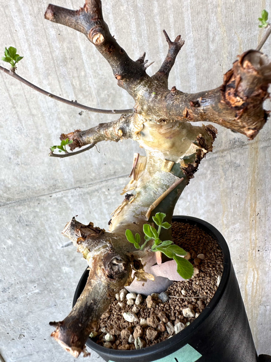 【現品限り】コミフォラ・カタフ ターカネンシス 発根済み 約2年管理【F81】 Commiphora kataf turkanensis