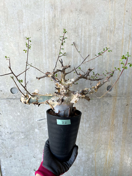 【現品限り】コミフォラ・カタフ ターカネンシス 発根済み 約2年管理【F82】 Commiphora kataf turkanensis