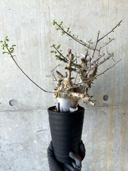【現品限り】コミフォラ・カタフ ターカネンシス 発根済み 約2年管理【F82】 Commiphora kataf turkanensis