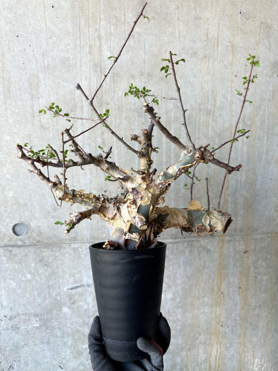 【現品限り】コミフォラ・カタフ ターカネンシス 発根済み 約2年管理【F82】 Commiphora kataf turkanensis