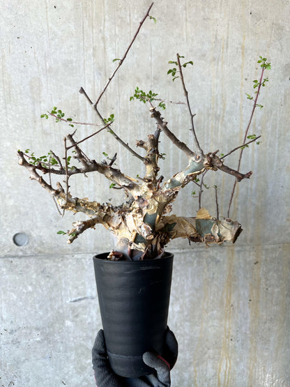 【現品限り】コミフォラ・カタフ ターカネンシス 発根済み 約2年管理【F82】 Commiphora kataf turkanensis