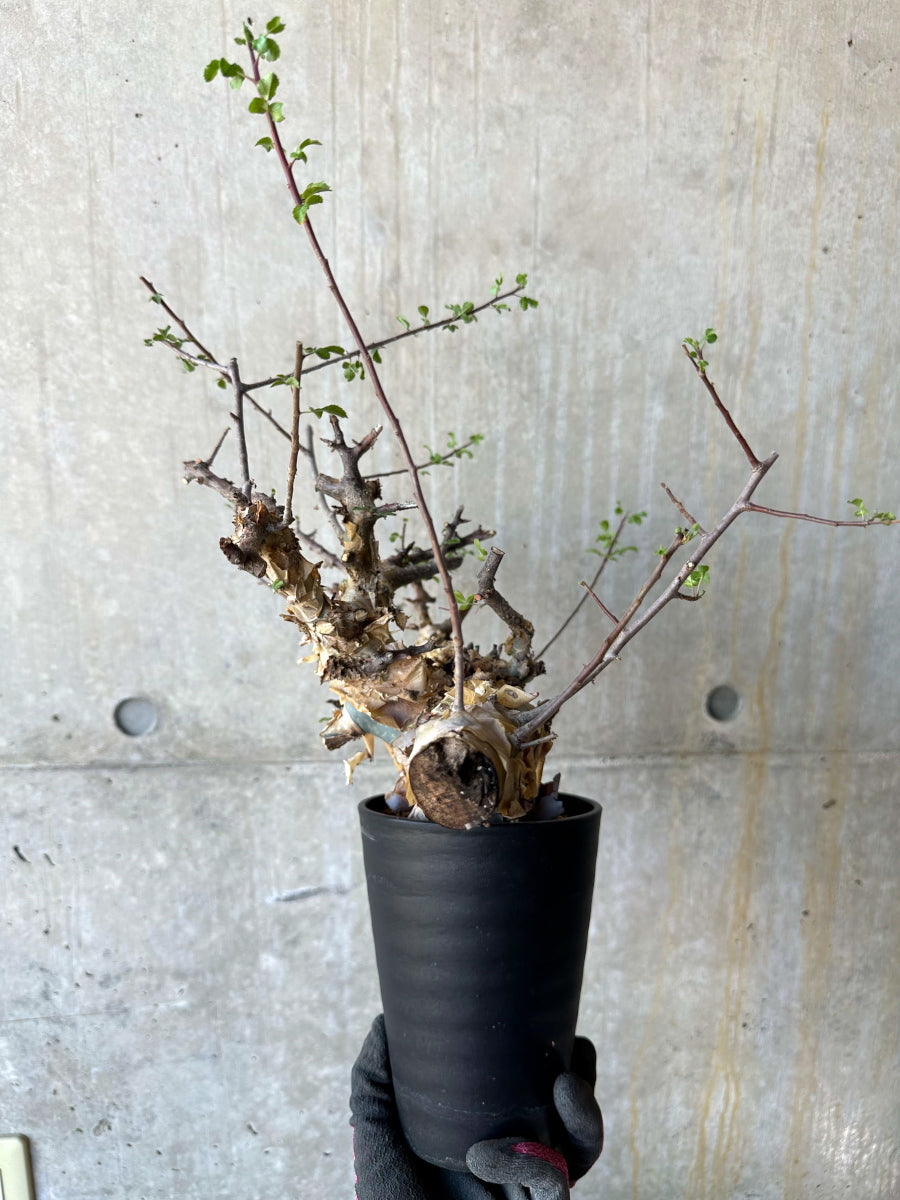 【現品限り】コミフォラ・カタフ ターカネンシス 発根済み 約2年管理【F82】 Commiphora kataf turkanensis