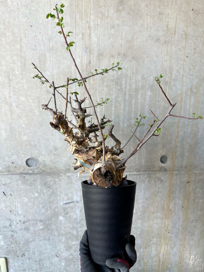 【現品限り】コミフォラ・カタフ ターカネンシス 発根済み 約2年管理【F82】 Commiphora kataf turkanensis