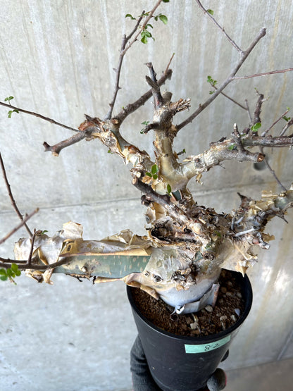 【現品限り】コミフォラ・カタフ ターカネンシス 発根済み 約2年管理【F82】 Commiphora kataf turkanensis