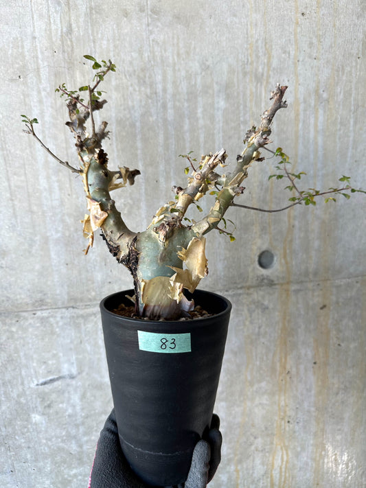 【現品限り】コミフォラ・カタフ ターカネンシス 発根済み 約2年管理【F83】 Commiphora kataf turkanensis