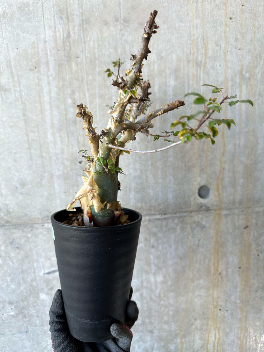 【現品限り】コミフォラ・カタフ ターカネンシス 発根済み 約2年管理【F83】 Commiphora kataf turkanensis