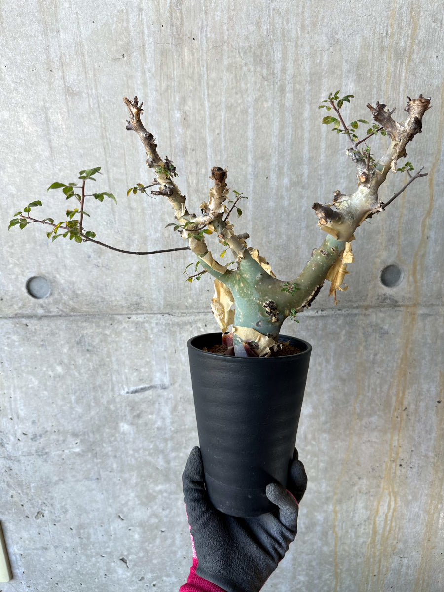 【現品限り】コミフォラ・カタフ ターカネンシス 発根済み 約2年管理【F83】 Commiphora kataf turkanensis