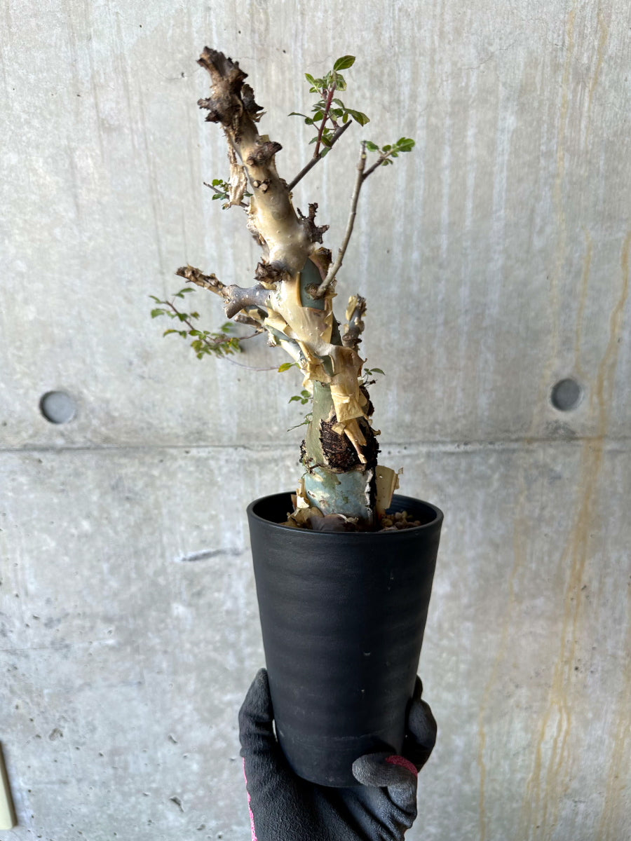 【現品限り】コミフォラ・カタフ ターカネンシス 発根済み 約2年管理【F83】 Commiphora kataf turkanensis