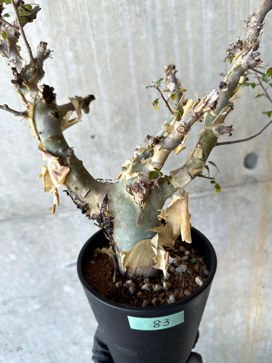 【現品限り】コミフォラ・カタフ ターカネンシス 発根済み 約2年管理【F83】 Commiphora kataf turkanensis