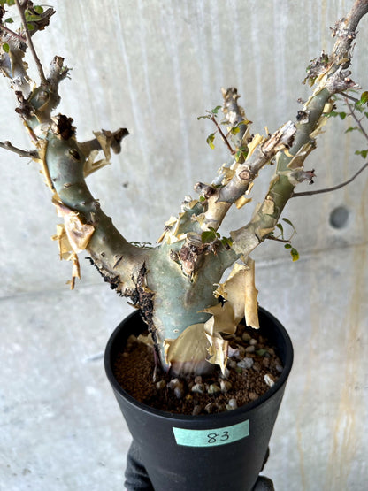 【現品限り】コミフォラ・カタフ ターカネンシス 発根済み 約2年管理【F83】 Commiphora kataf turkanensis