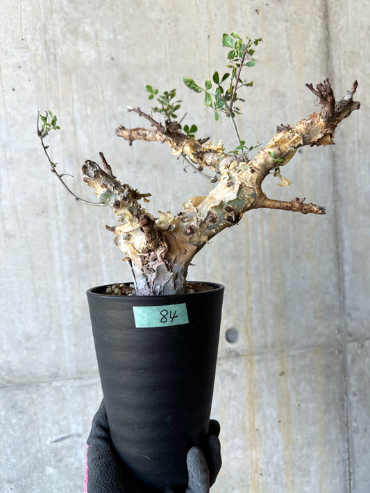 【現品限り】コミフォラ・カタフ ターカネンシス 発根済み 約2年管理【F84】 Commiphora kataf turkanensis