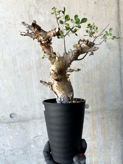 【現品限り】コミフォラ・カタフ ターカネンシス 発根済み 約2年管理【F84】 Commiphora kataf turkanensis
