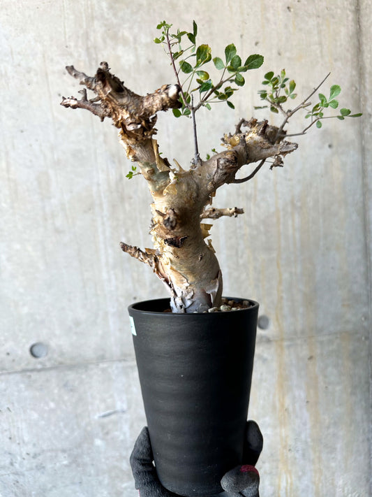 【現品限り】コミフォラ・カタフ ターカネンシス 発根済み 約2年管理【F84】 Commiphora kataf turkanensis