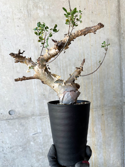 【現品限り】コミフォラ・カタフ ターカネンシス 発根済み 約2年管理【F84】 Commiphora kataf turkanensis