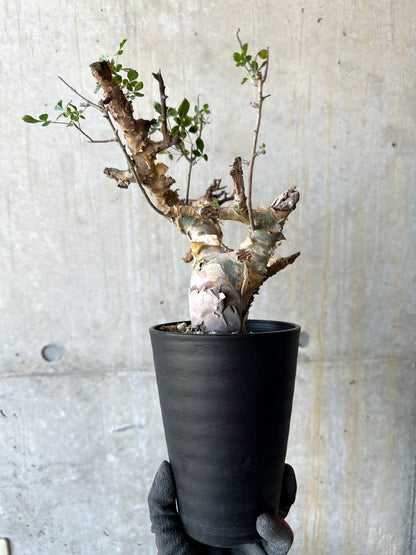 【現品限り】コミフォラ・カタフ ターカネンシス 発根済み 約2年管理【F84】 Commiphora kataf turkanensis