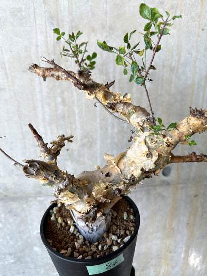 【現品限り】コミフォラ・カタフ ターカネンシス 発根済み 約2年管理【F84】 Commiphora kataf turkanensis