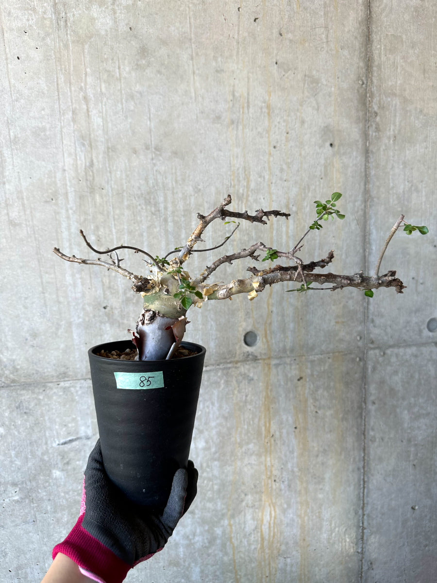 【現品限り】コミフォラ・カタフ ターカネンシス 発根済み 約2年管理【F85】 Commiphora kataf turkanensis