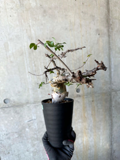 【現品限り】コミフォラ・カタフ ターカネンシス 発根済み 約2年管理【F85】 Commiphora kataf turkanensis