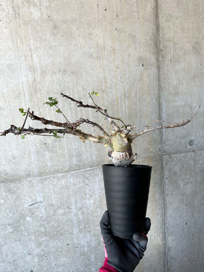 【現品限り】コミフォラ・カタフ ターカネンシス 発根済み 約2年管理【F85】 Commiphora kataf turkanensis
